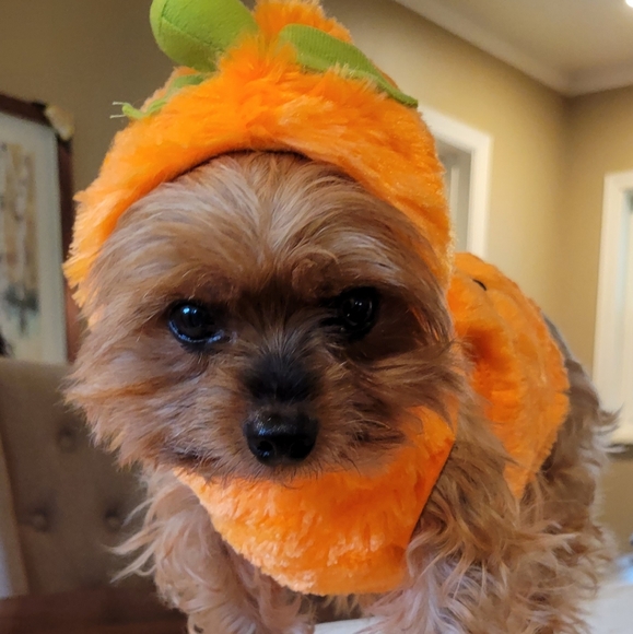 2X Host Pick 🐶🥰🐕 Dog Pumpkin Halloween Costume XS - Picture 2 of 16